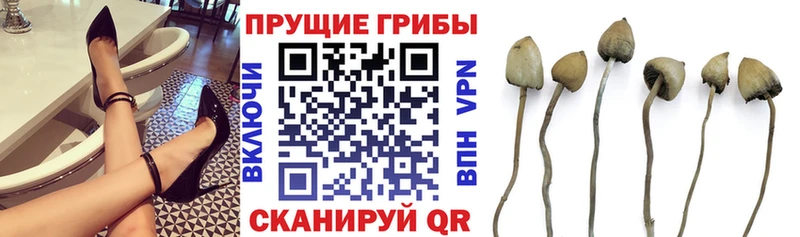 где купить наркотик  Перевоз  Псилоцибиновые грибы Magic Shrooms 